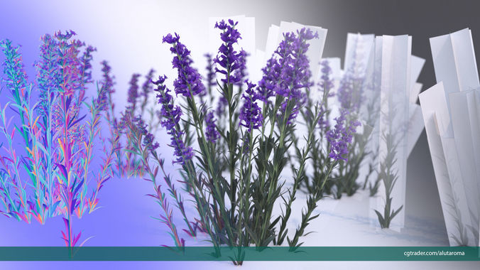 Lavender LOW POLY very detailed texture Low-poly 3D model