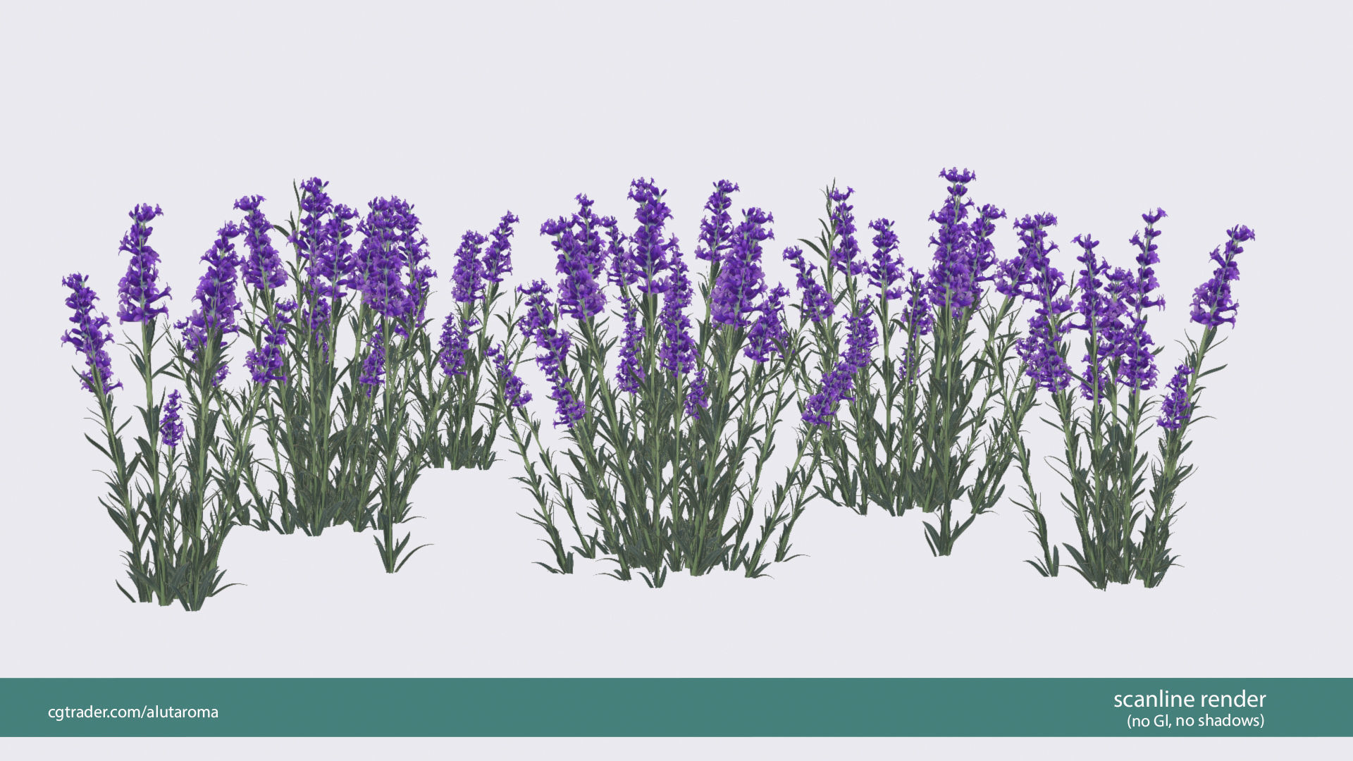 Lavender LOW POLY very detailed texture Low-poly 3D model_8