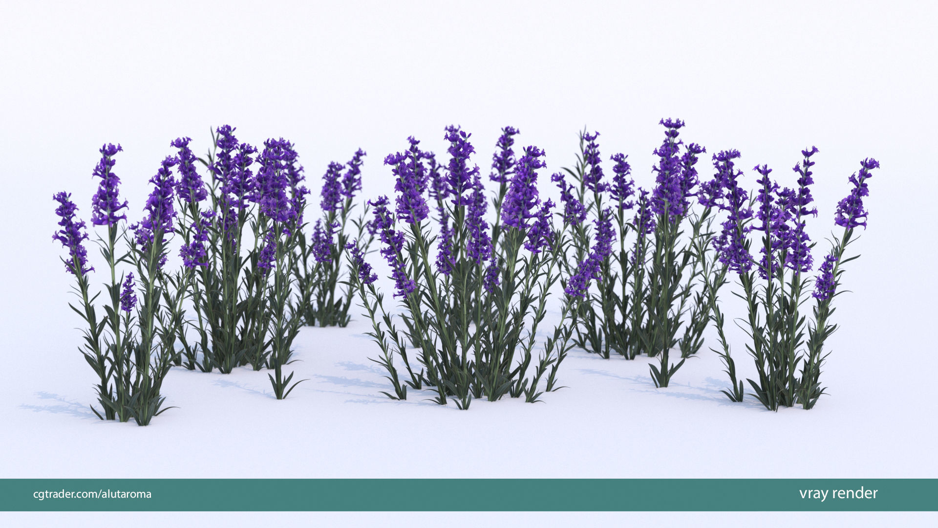 Lavender LOW POLY very detailed texture Low-poly 3D model_6