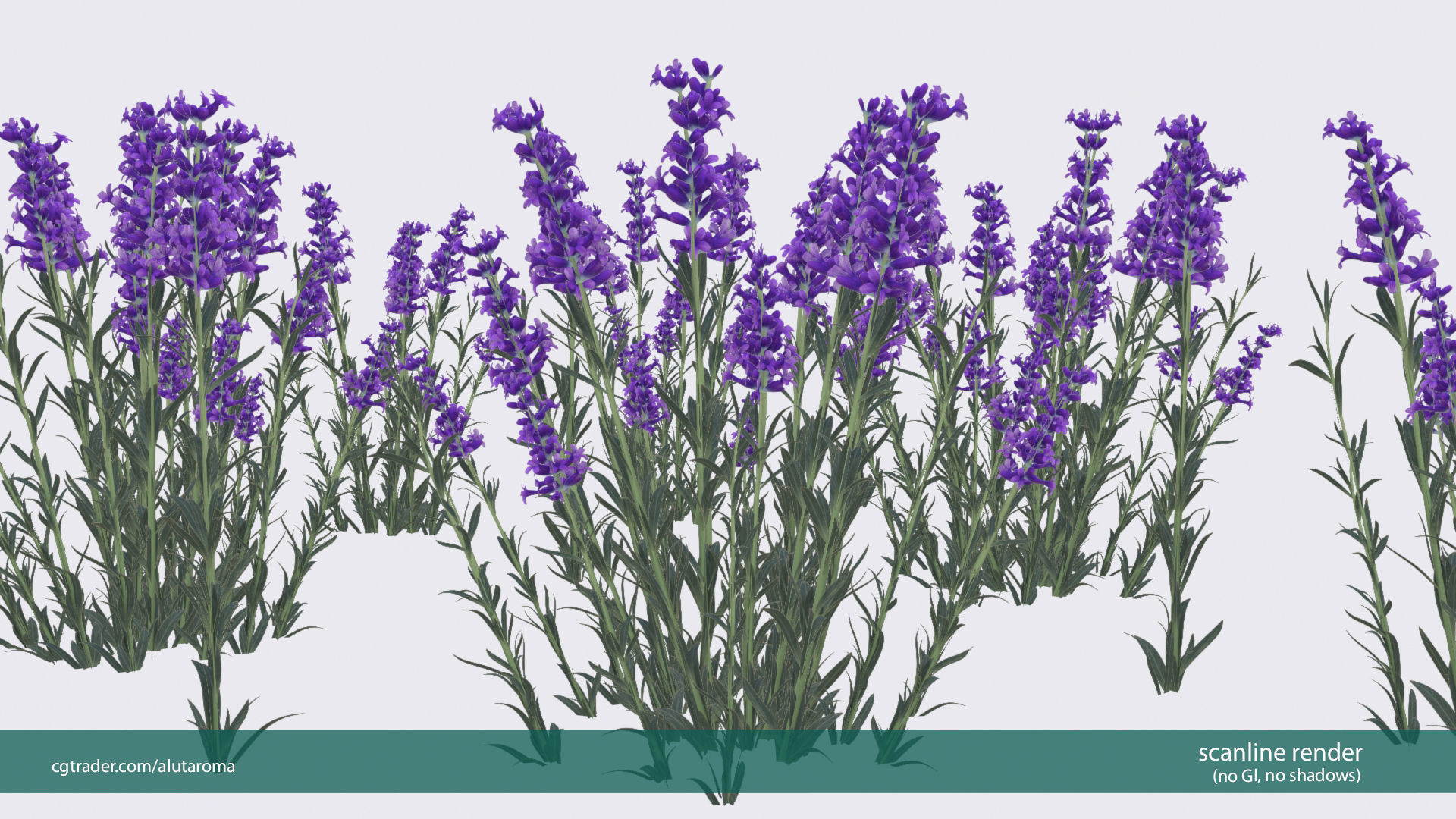 Lavender LOW POLY very detailed texture Low-poly 3D model_4