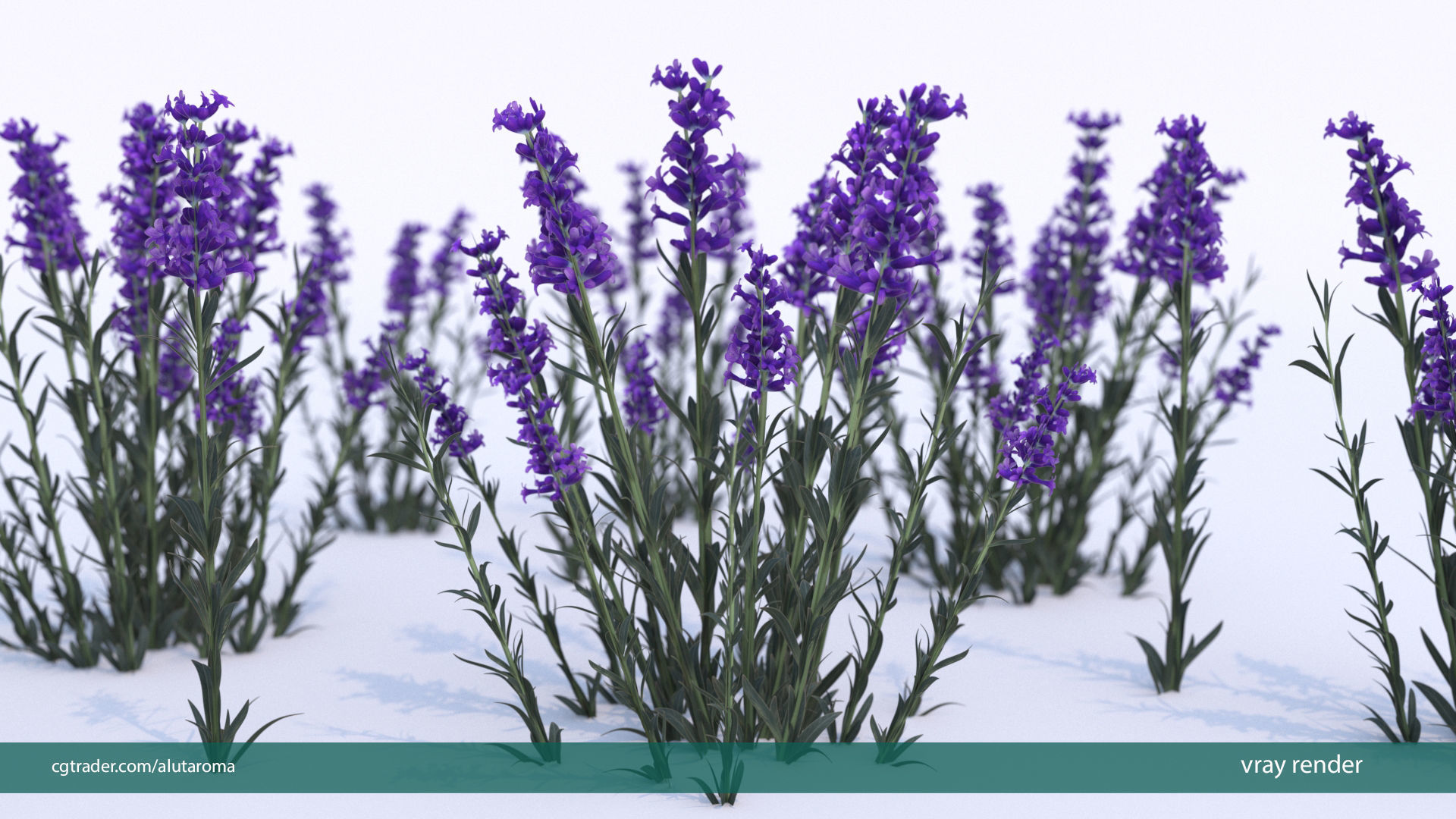 Lavender LOW POLY very detailed texture Low-poly 3D model_1