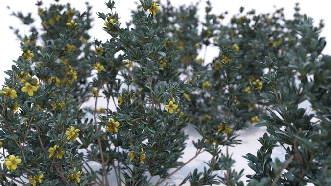 Coleogyne Bushes - 14 variations 3D model
