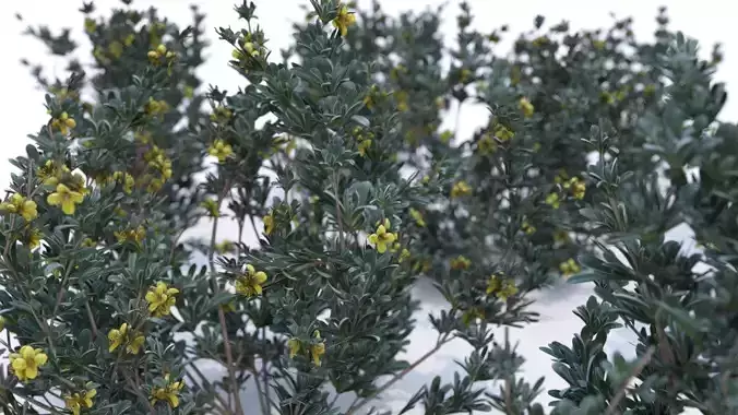 Coleogyne Bushes - 14 variations 3D model