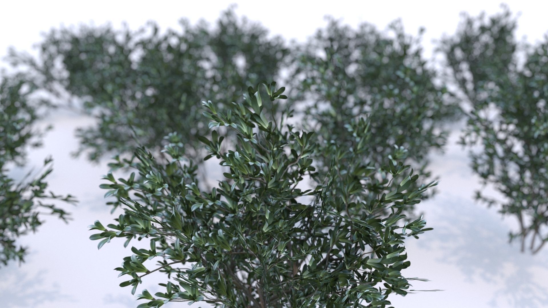 Coleogyne Bushes LOW POLY very detailed texture Low-poly 3D model_6