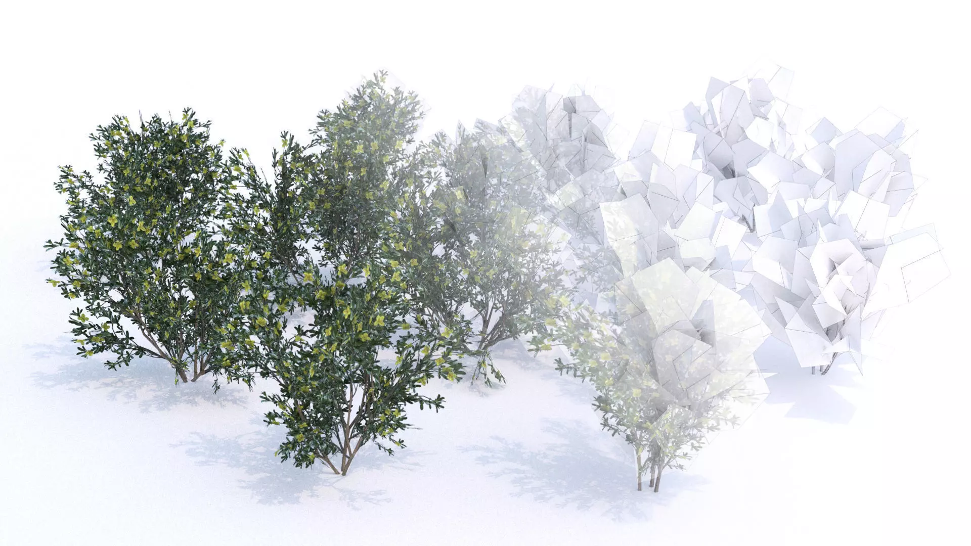 Coleogyne Bushes LOW POLY very detailed texture Low-poly 3D model_0