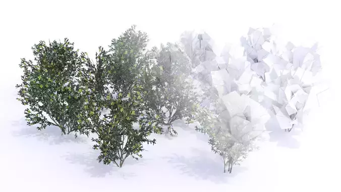 Coleogyne Bushes LOW POLY very detailed texture Low-poly 3D model
