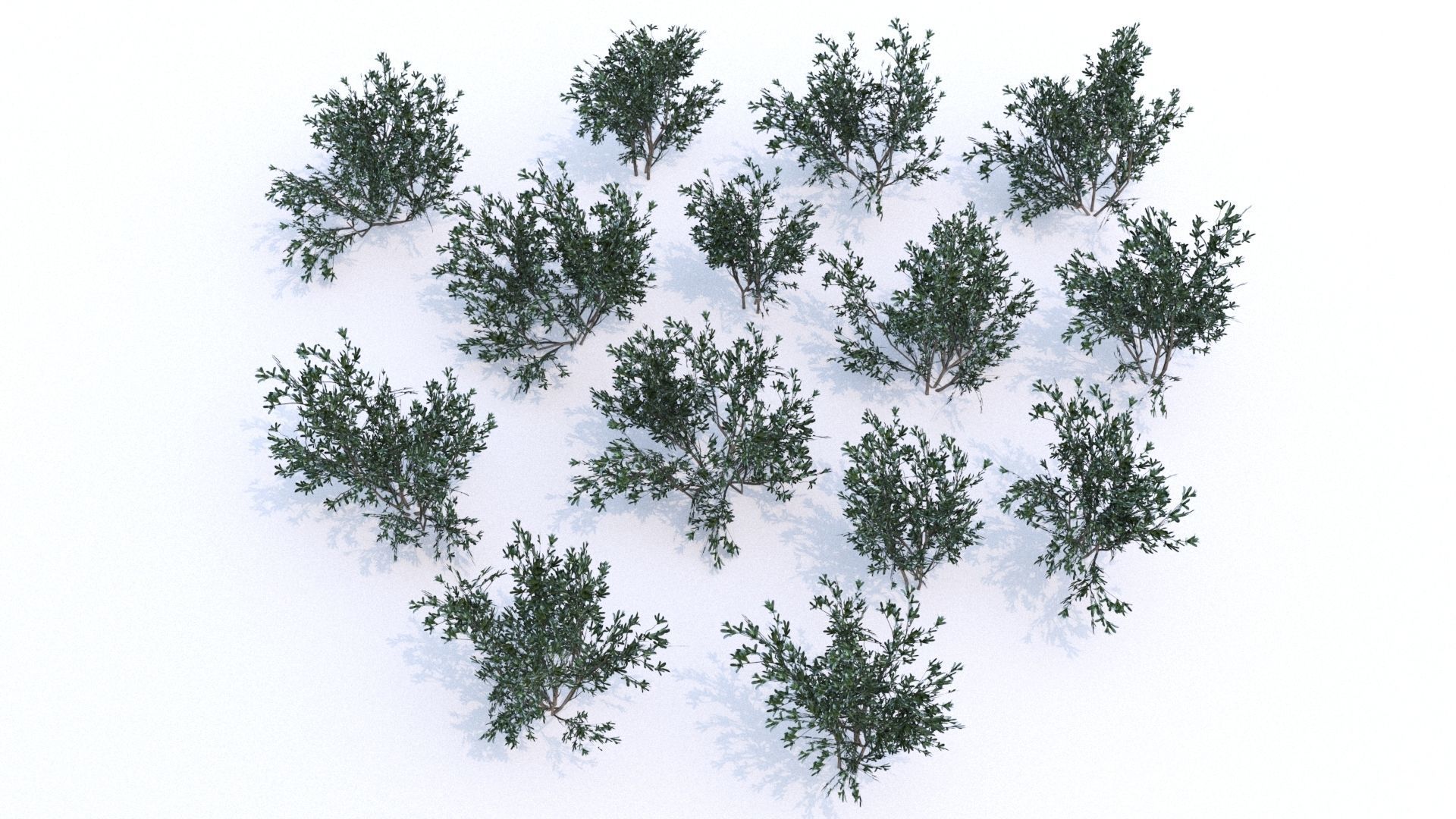 Coleogyne Bushes LOW POLY very detailed texture Low-poly 3D model_5