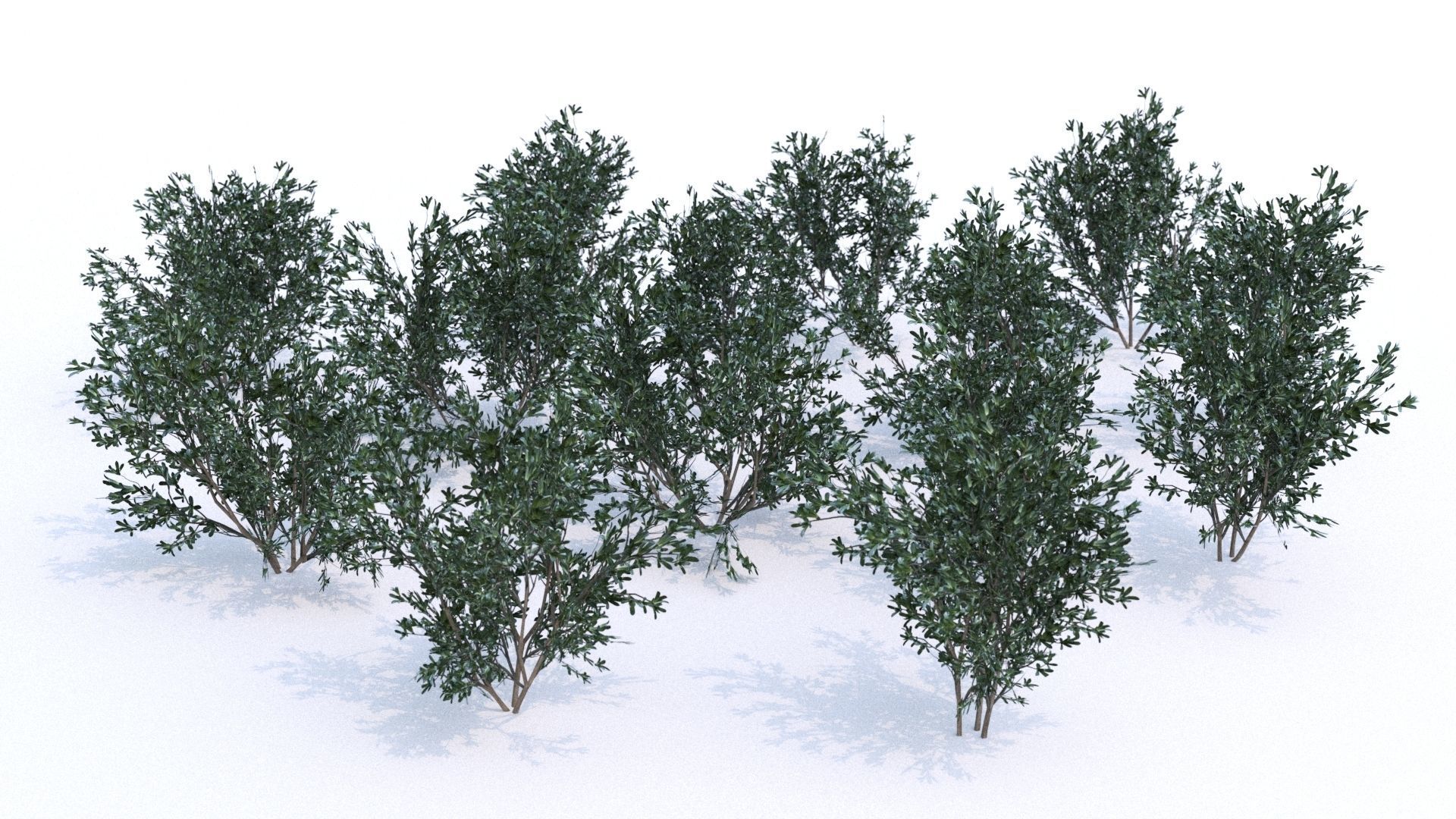 Coleogyne Bushes LOW POLY very detailed texture Low-poly 3D model_4