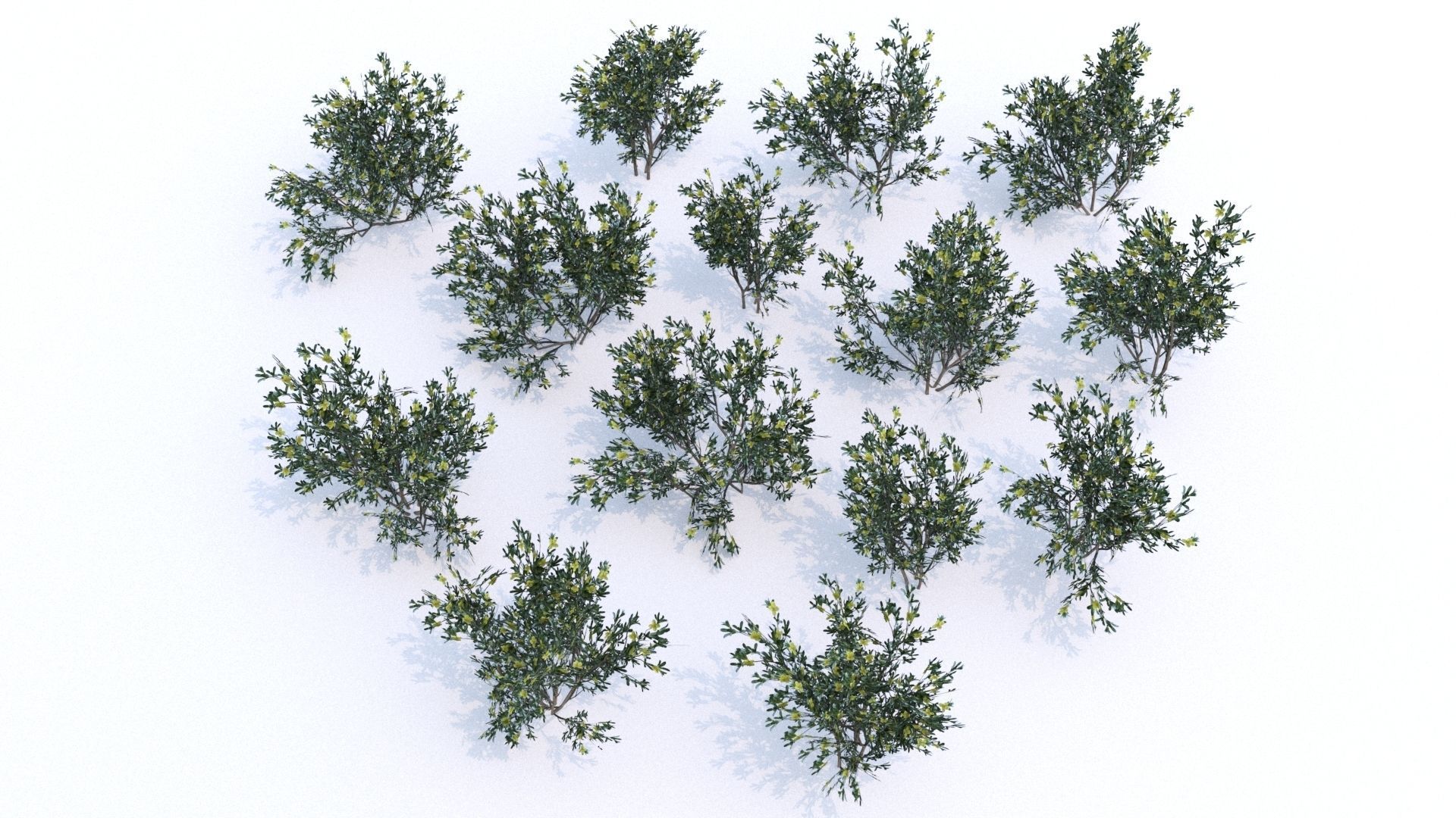 Coleogyne Bushes LOW POLY very detailed texture Low-poly 3D model_2