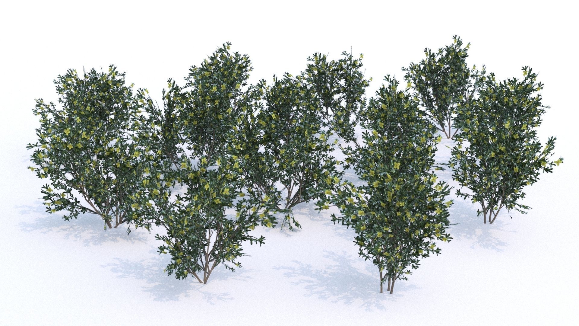 Coleogyne Bushes LOW POLY very detailed texture Low-poly 3D model_1