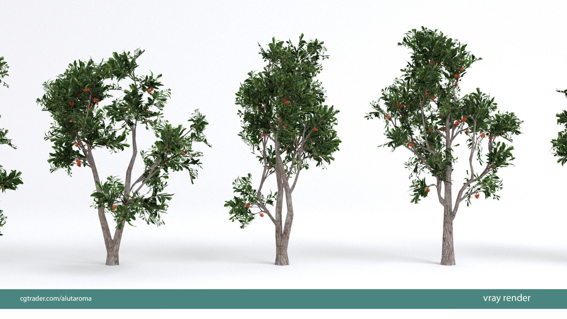 Arbutus tree LOW POLY very detailed texture Low-poly 3D model_33