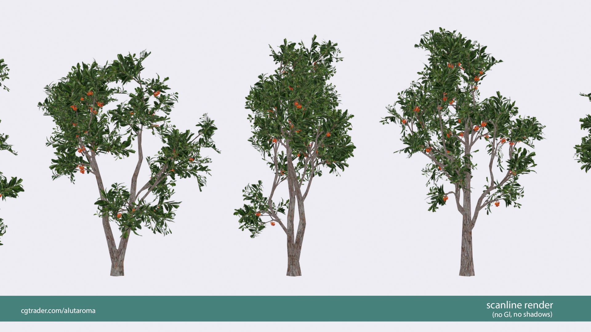 Arbutus tree LOW POLY very detailed texture Low-poly 3D model_34