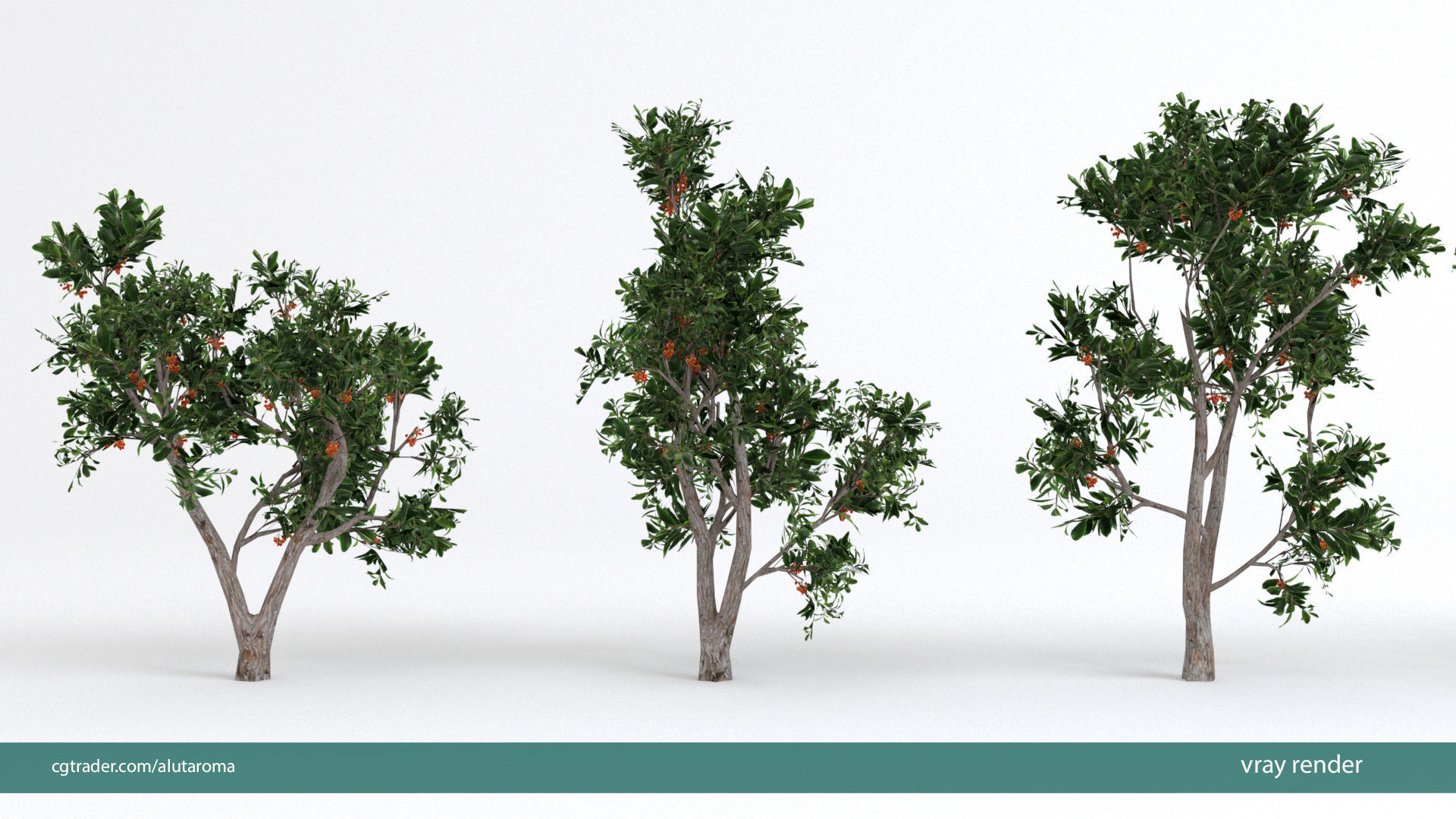 Arbutus tree LOW POLY very detailed texture Low-poly 3D model_28