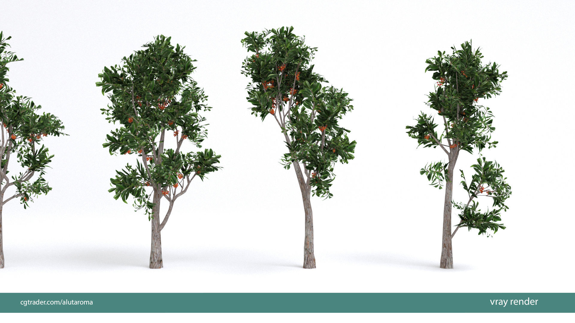 Arbutus tree LOW POLY very detailed texture Low-poly 3D model_38