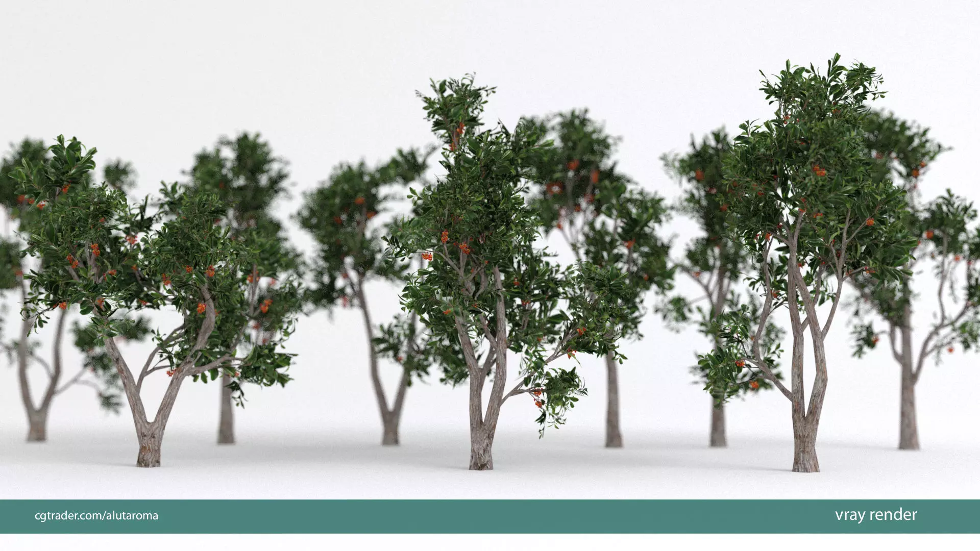 Arbutus tree LOW POLY very detailed texture Low-poly 3D model_0