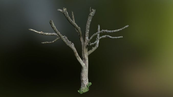 Tree low poly 3D model with no leaves Low-poly 3D model
