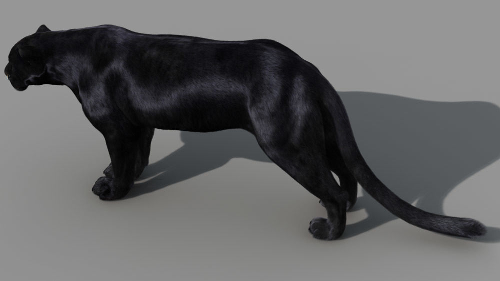 Panther-animations panther 3D model_3