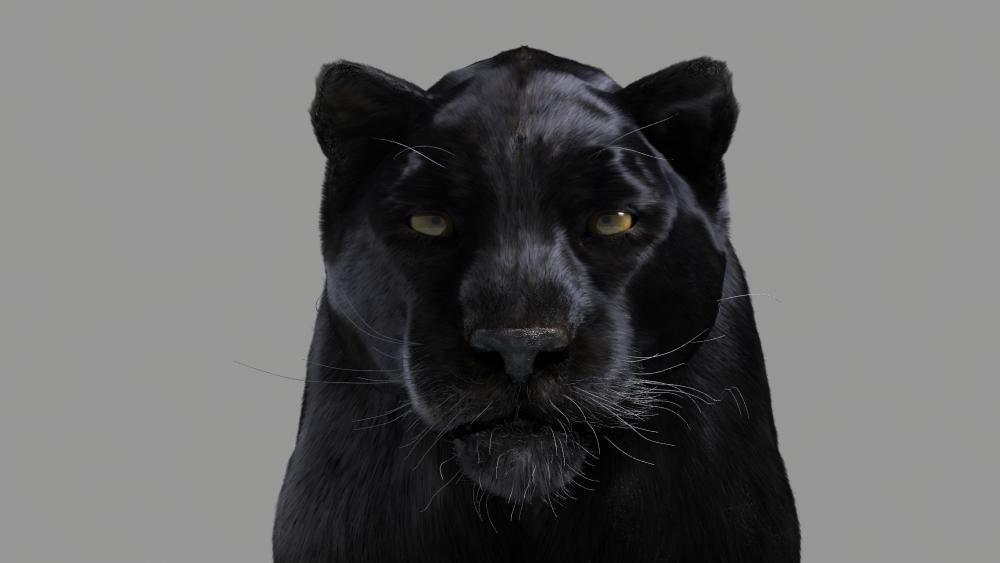 Panther-animations panther 3D model_10