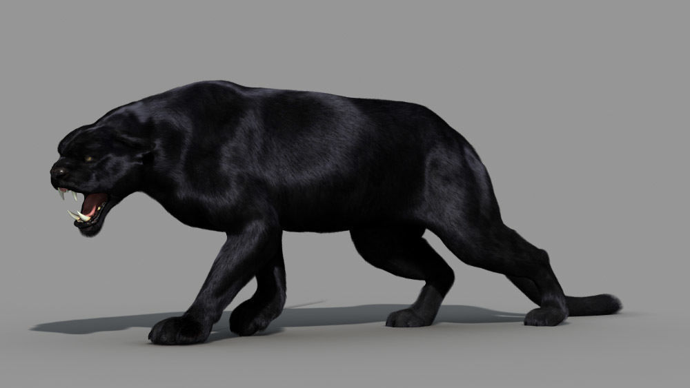 Panther-animations panther 3D model_11