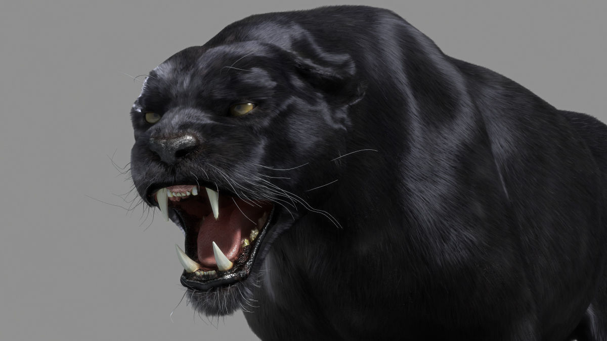 Panther-animations panther 3D model_2
