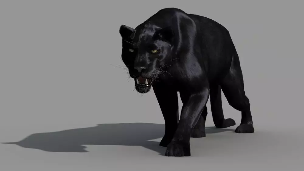 Panther-animations panther 3D model_0