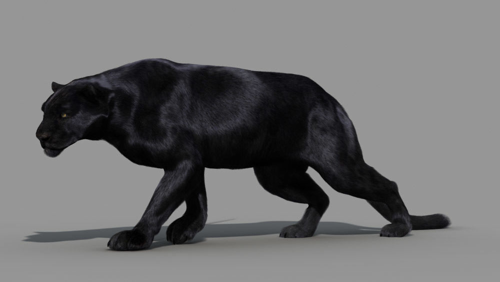 Panther-animations panther 3D model_4