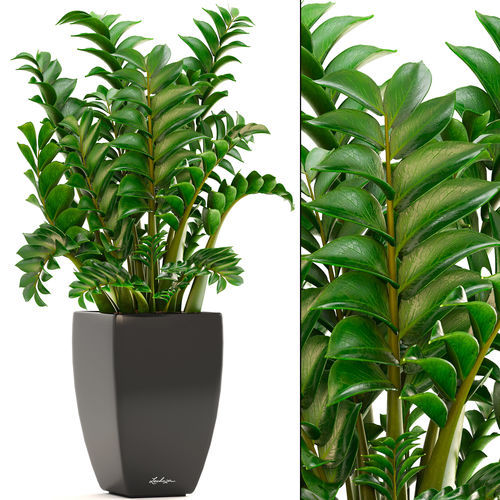 Zamioculcas plants 3D model