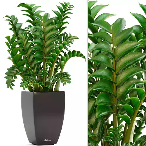 Zamioculcas plants 3D model