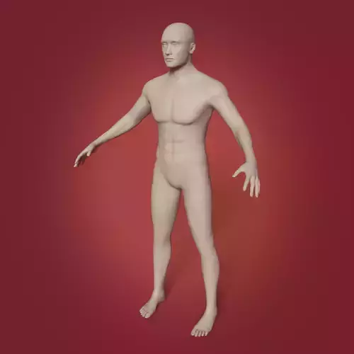 Male - Man Mannequin  - Muscle Body Anatomy Base Mesh -- Rigged Low-poly 3D model