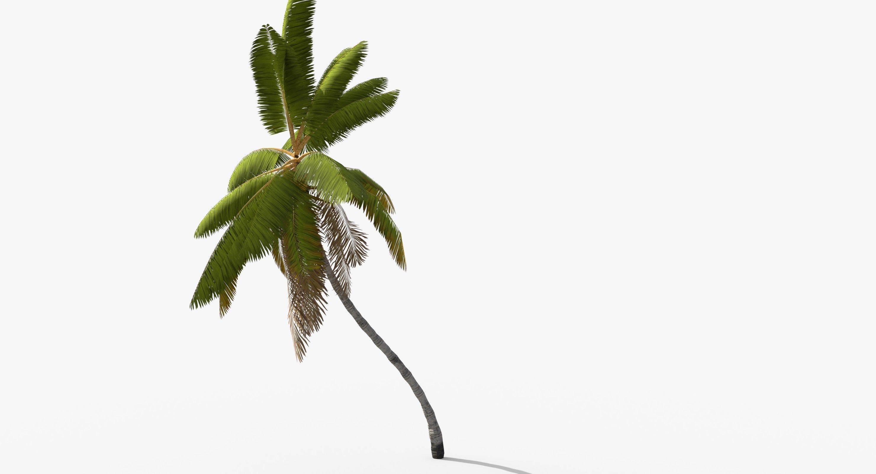 Coconut Palm Tree 1581 Low-poly 3D model_4