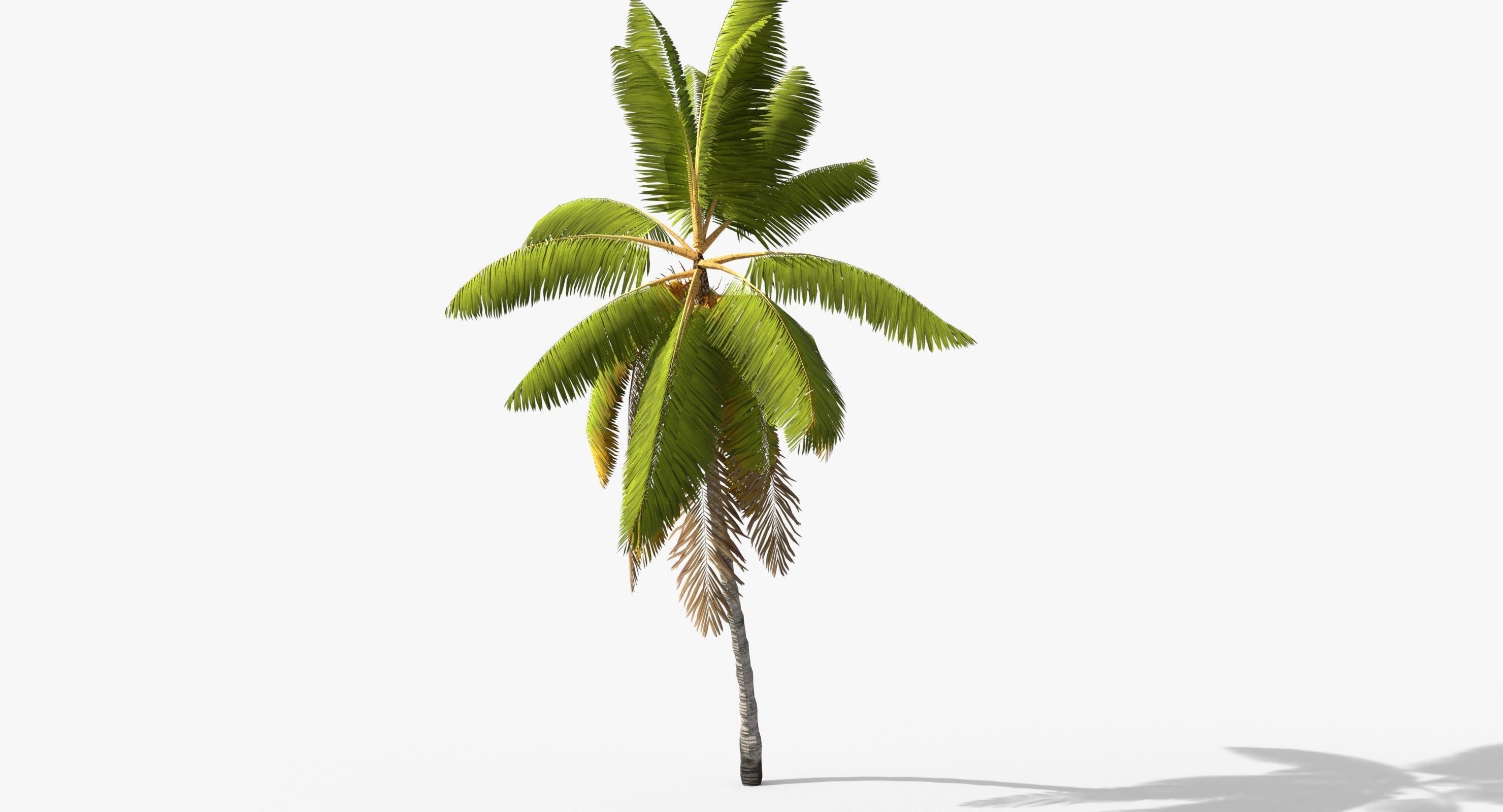 Coconut Palm Tree 1581 Low-poly 3D model_1