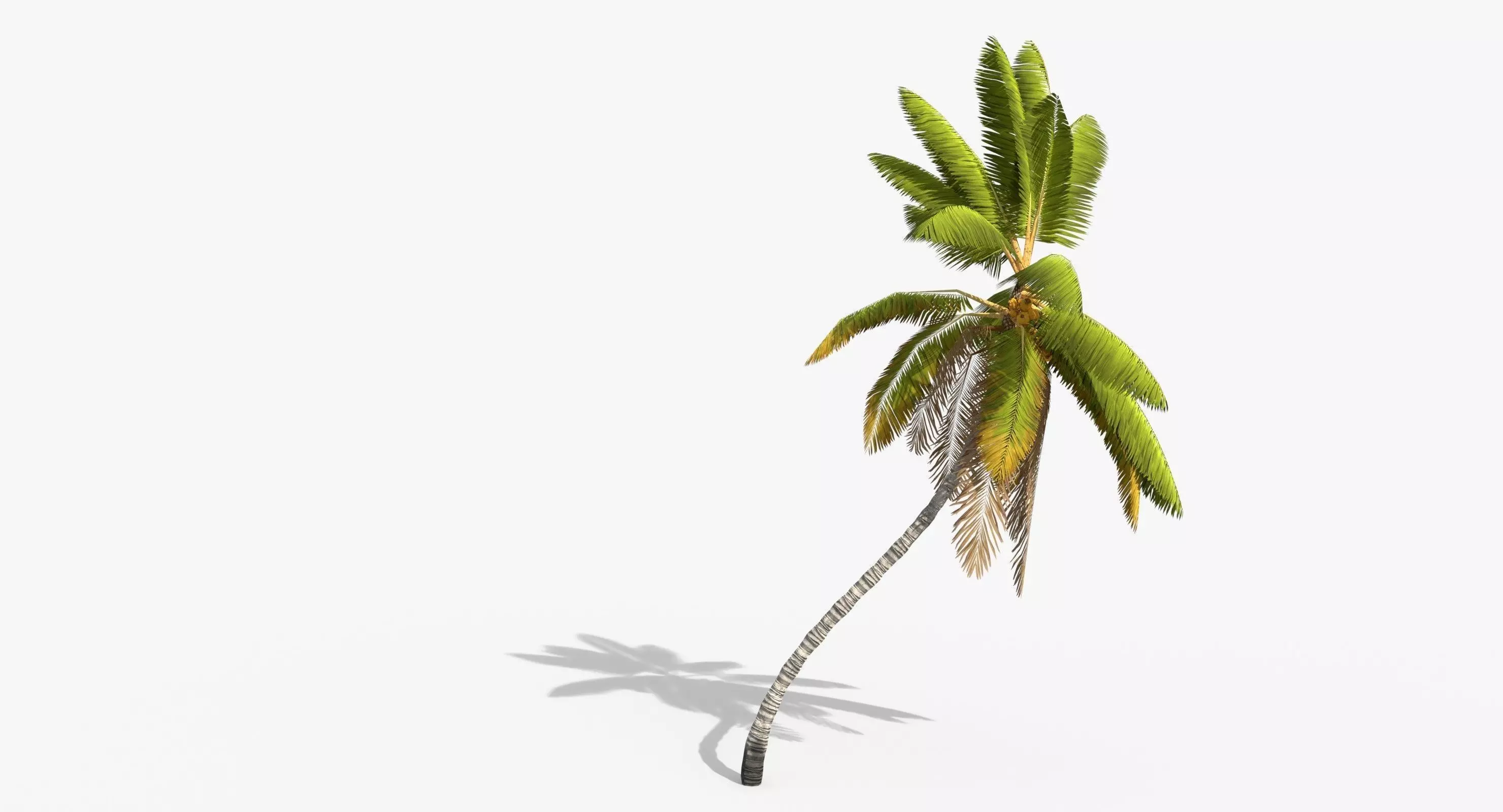 Coconut Palm Tree 1581 Low-poly 3D model_0