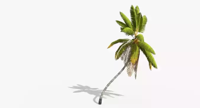 Coconut Palm Tree 1581 Low-poly 3D model