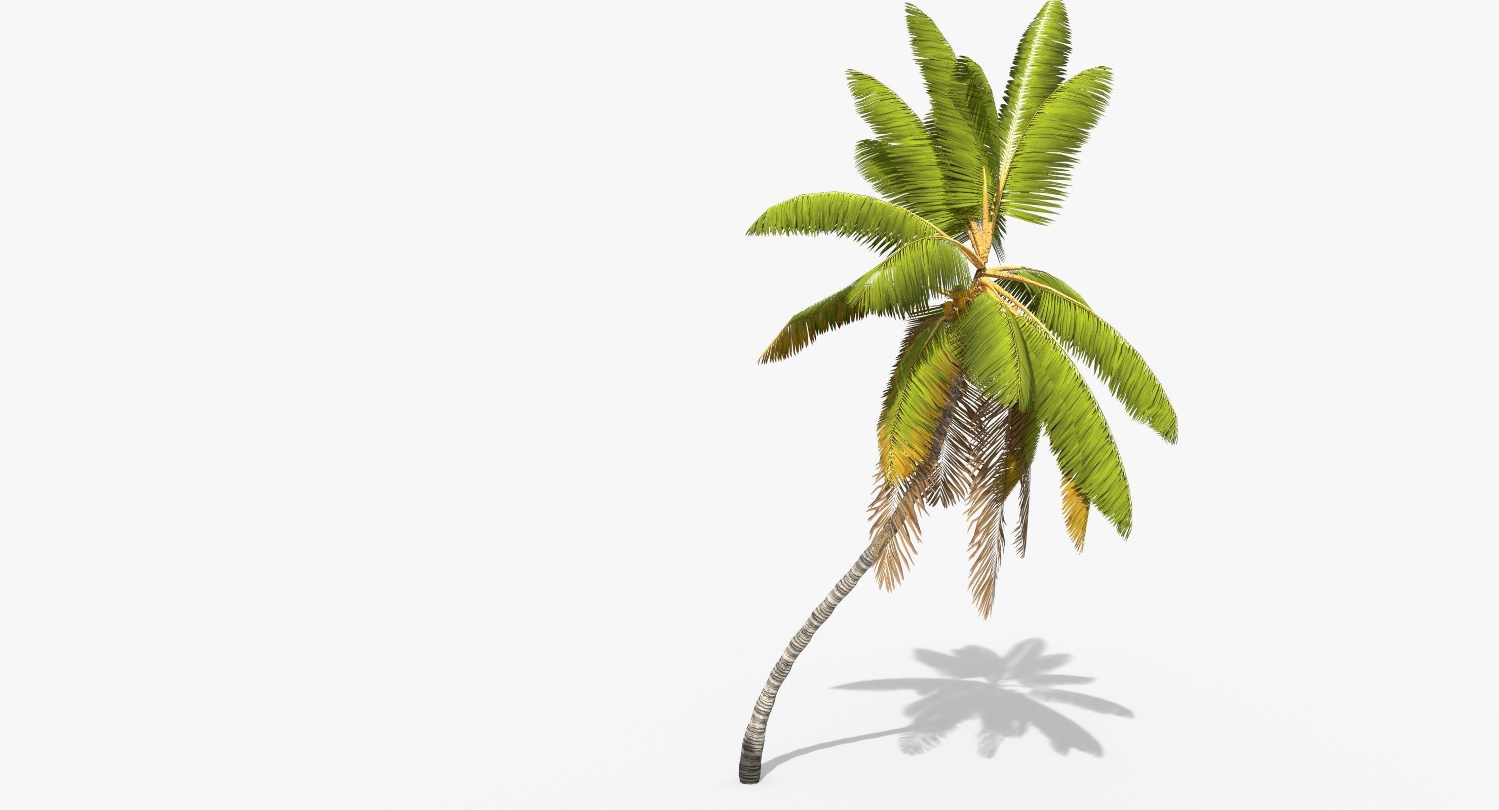 Coconut Palm Tree 1581 Low-poly 3D model_2