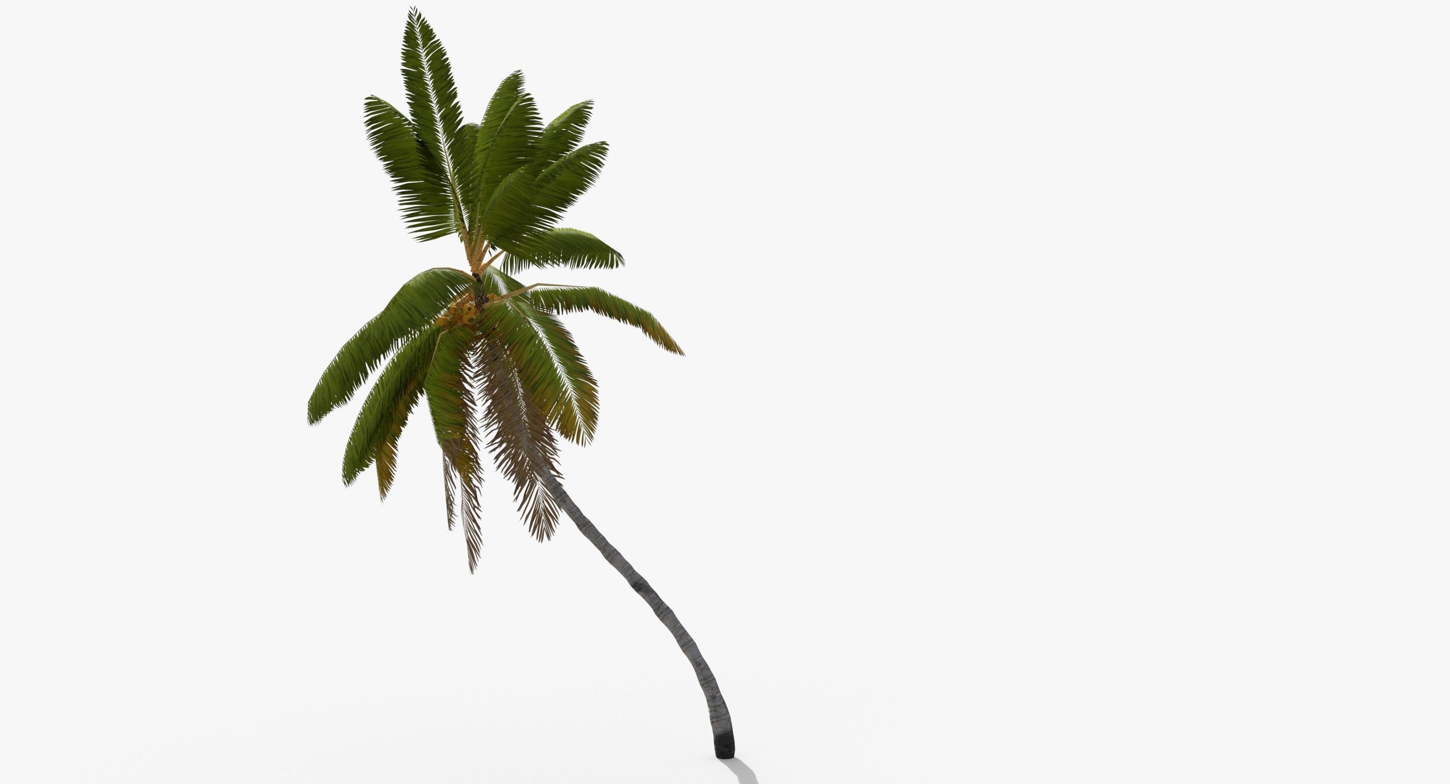 Coconut Palm Tree 1581 Low-poly 3D model_3