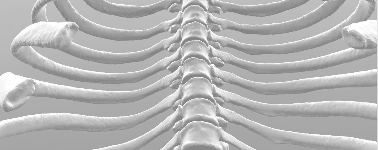 Female T3-T10 ribcage 3D model_3