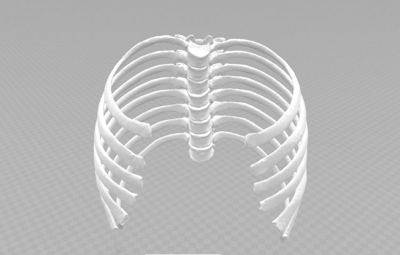 Female T3-T10 ribcage 3D model_4