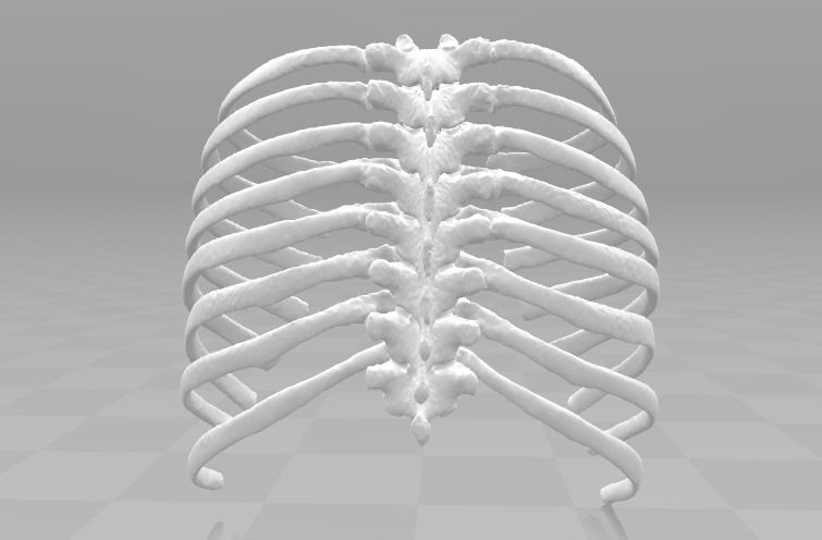 Female T3-T10 ribcage 3D model_5