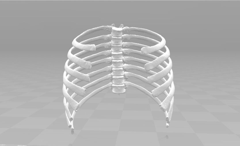 Female T3-T10 ribcage 3D model_6