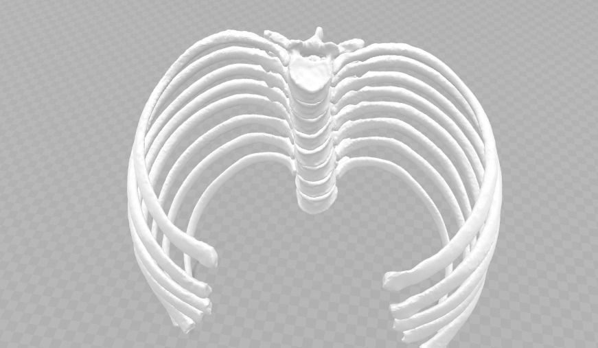 Female T3-T10 ribcage 3D model_2