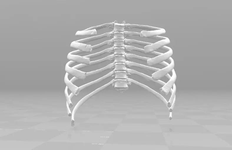 Female T3-T10 ribcage 3D model_0