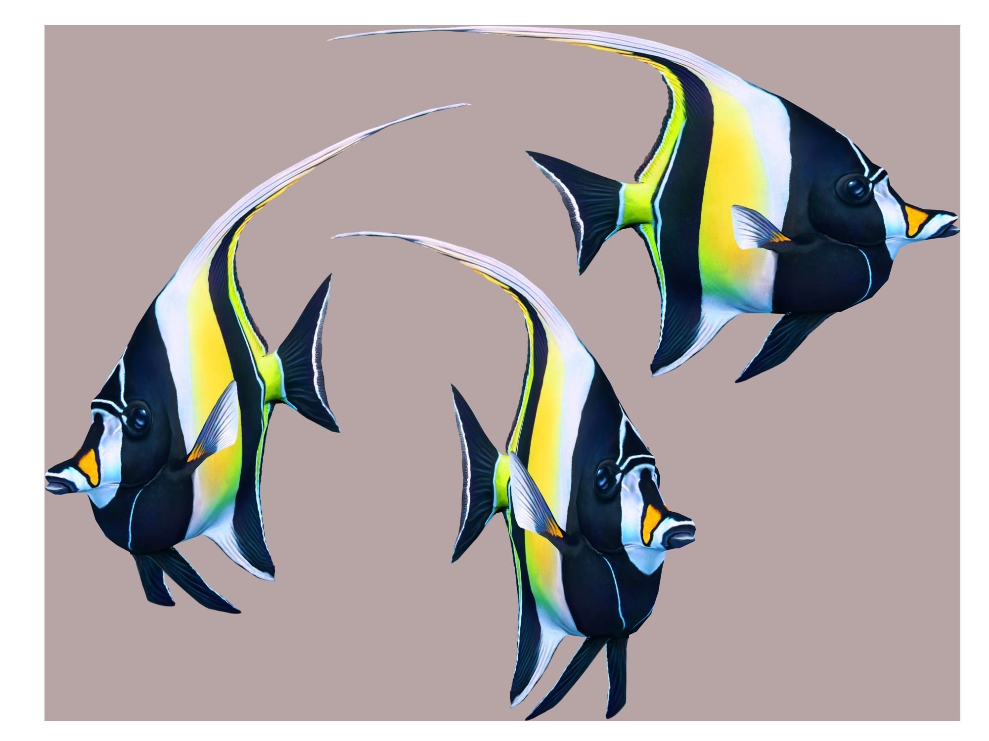 Fish Zanclus Cornutus Low-poly 3D model_4