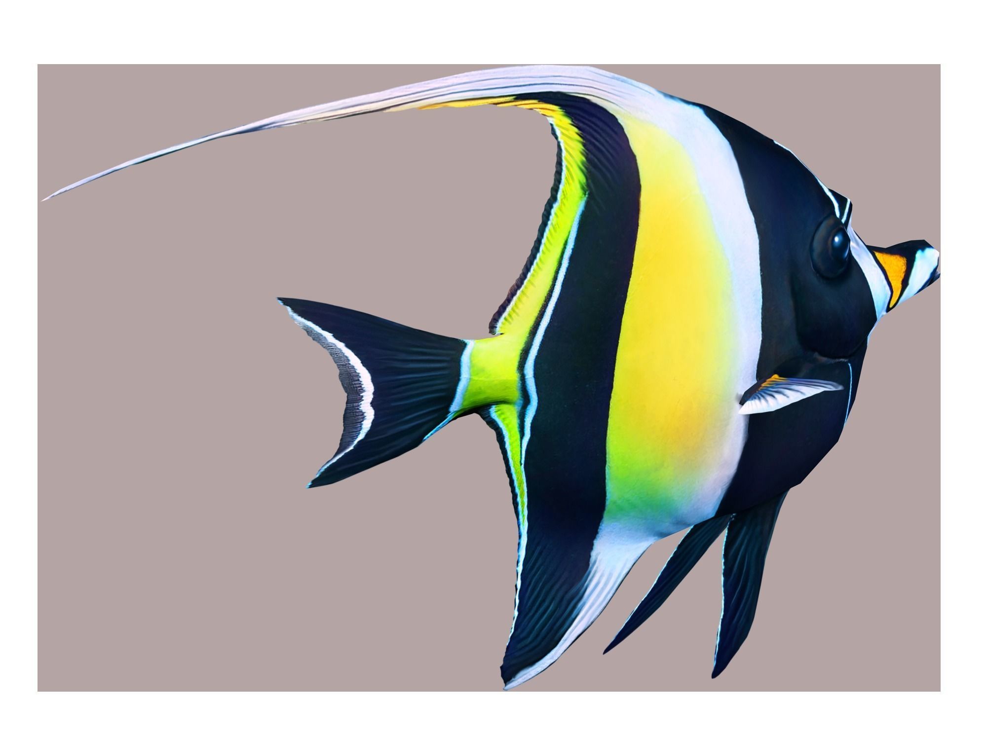 Fish Zanclus Cornutus Low-poly 3D model_3