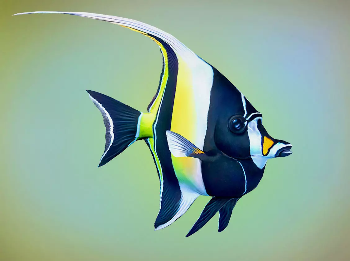 Fish Zanclus Cornutus Low-poly 3D model_0