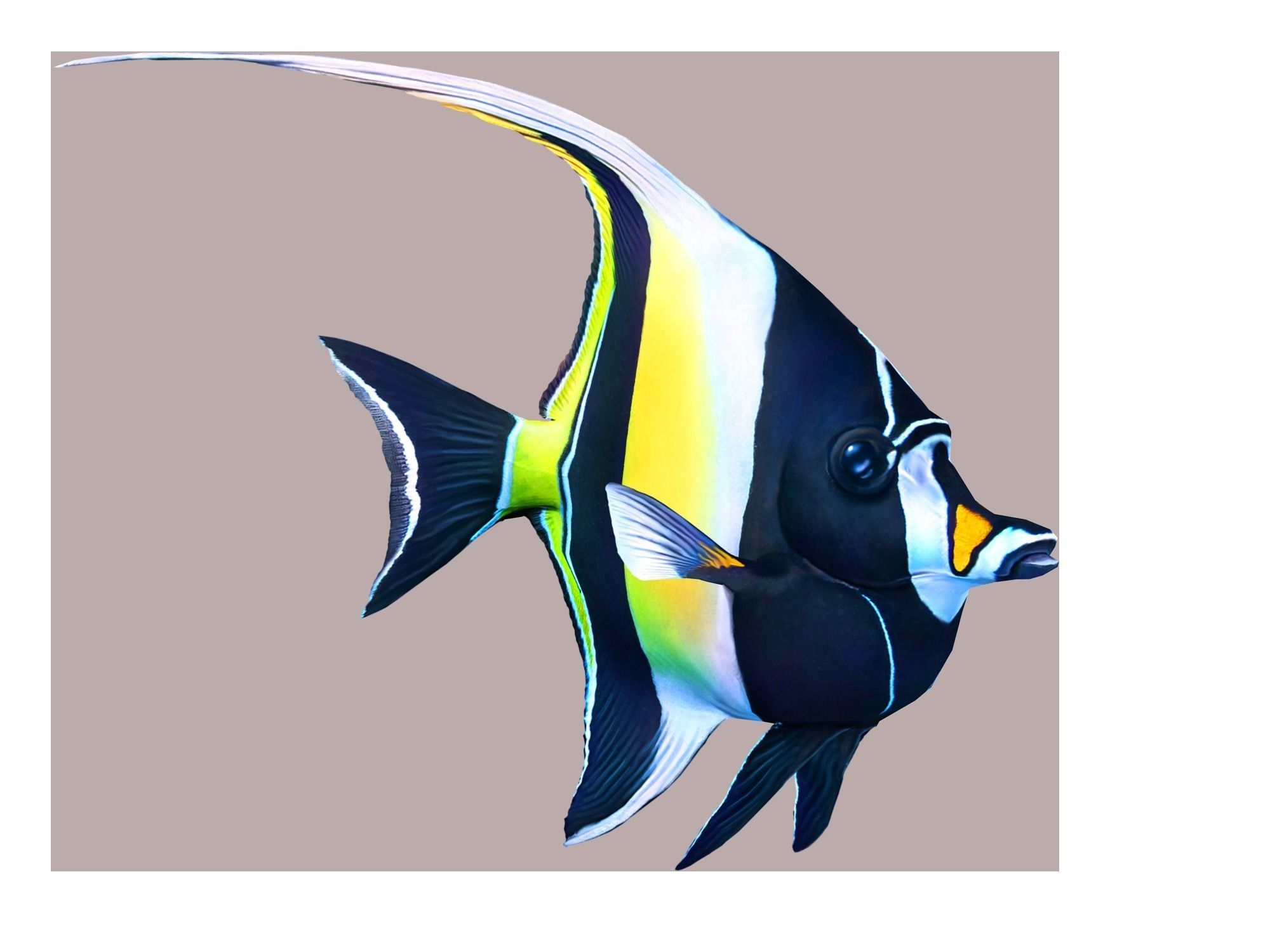 Fish Zanclus Cornutus Low-poly 3D model_2