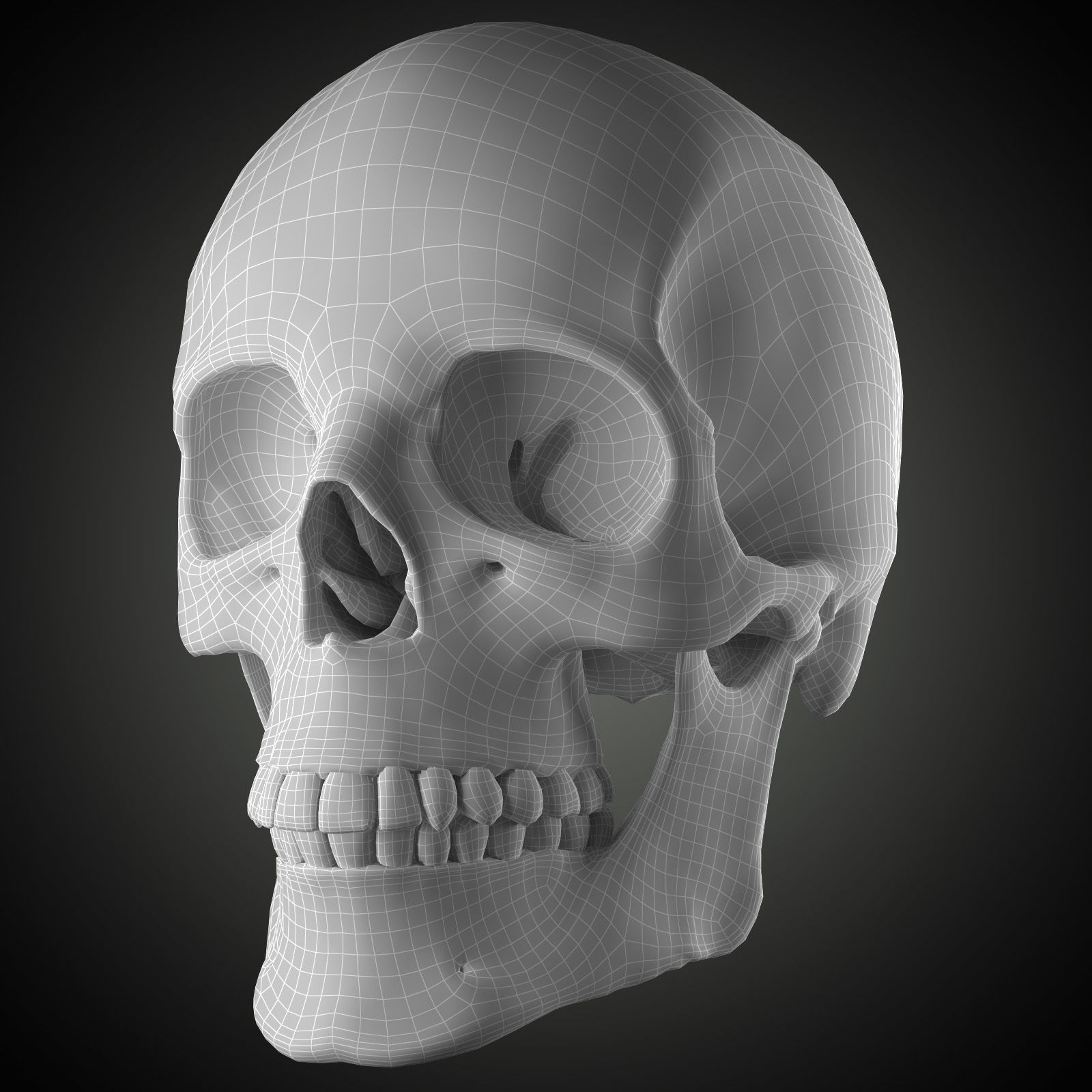 Free Skull Teeth and Jaw 3D Base Mesh Free 3D model_5