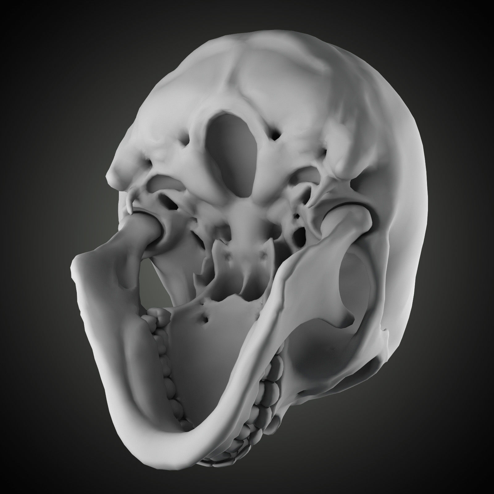 Free Skull Teeth and Jaw 3D Base Mesh Free 3D model_1