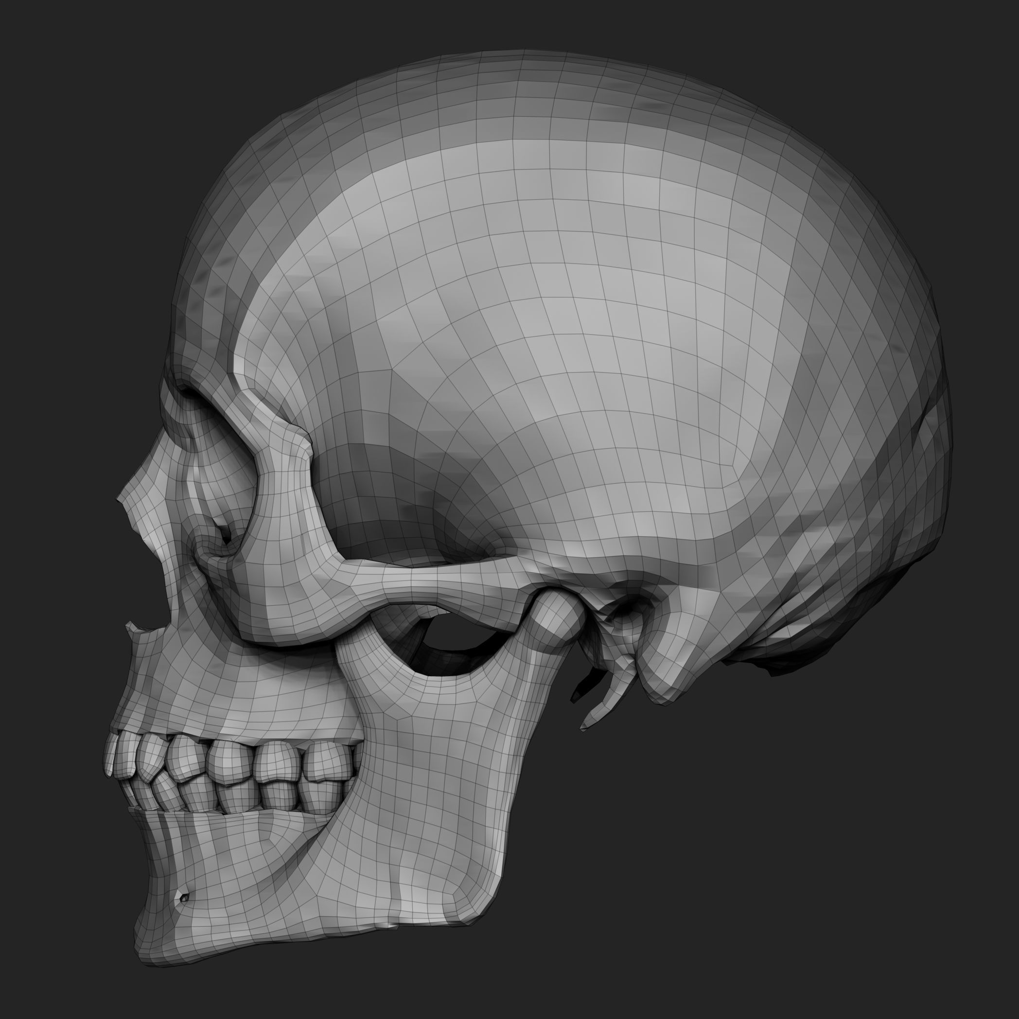Free Skull Teeth and Jaw 3D Base Mesh Free 3D model_10