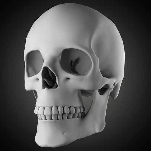 Free Skull Teeth and Jaw 3D Base Mesh Free 3D model