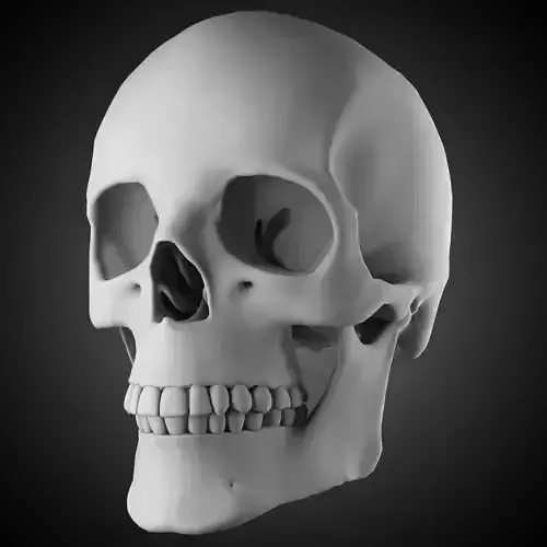 Free Skull Teeth and Jaw 3D Base Mesh Free 3D model